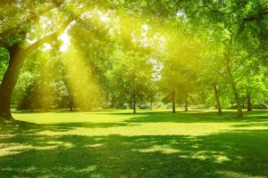 Generic Pic of Park | Glenview, IL